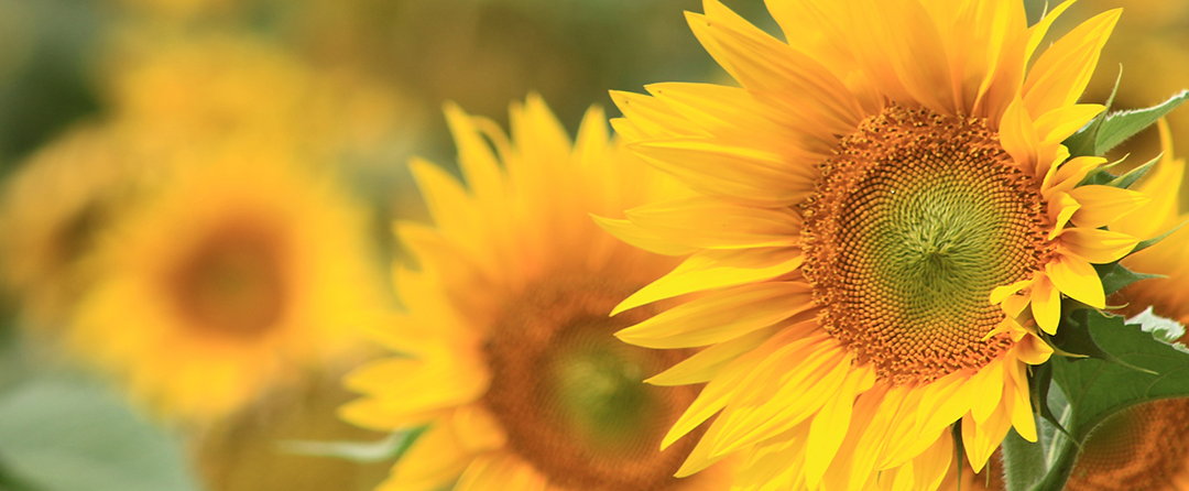 gelbe Sonnenblumen