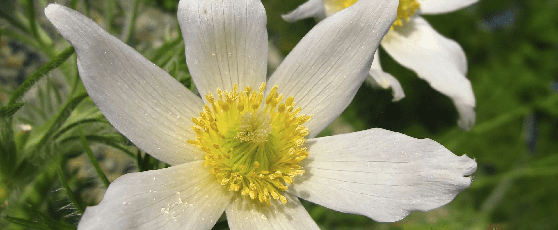weiße Blüte