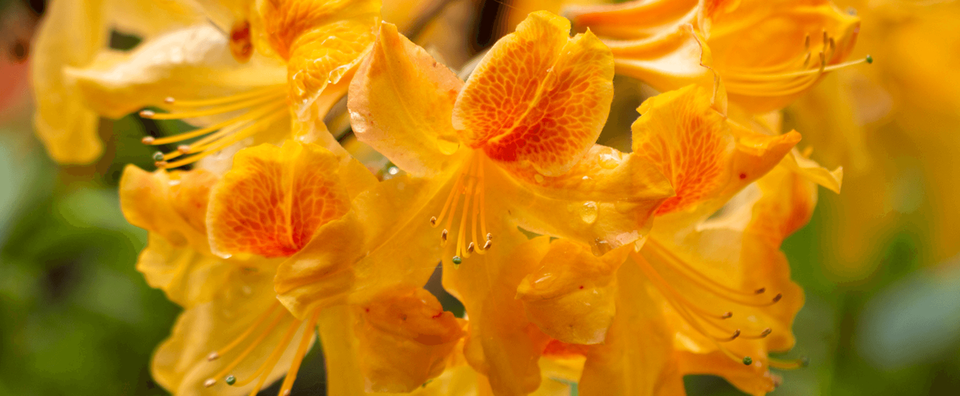 Blüten von 'Golden Flare'.