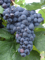 Weinrebe
