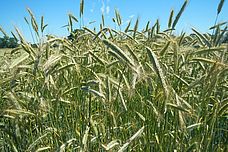 Field with rye plants