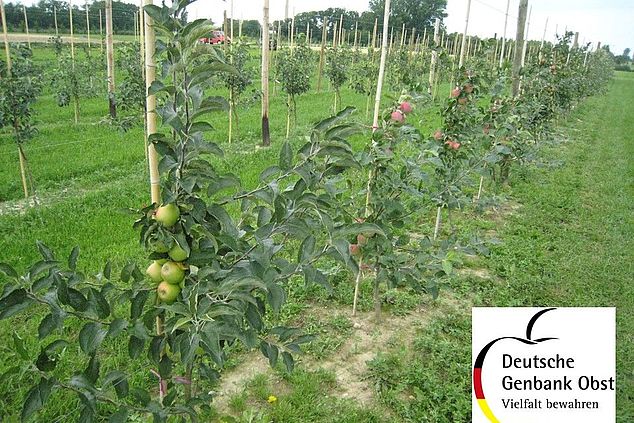 Mehrere Apfelbäume im Reihenanbau kombiniert mit dem Logo der Deutschen Genbank Obst