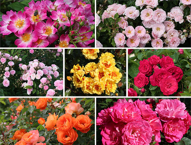 Blüten von sieben Rosen sind in einer Collage dargestellt 