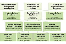 Organigramm der Deutschen Genbank Zierpflanzen (BLE)