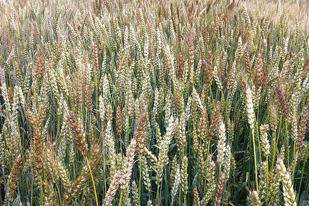 Feld mit Sommerweizen