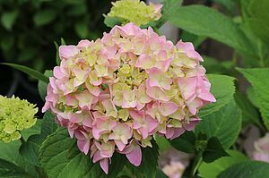 Flower of hydrangea