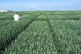Person in einem Feld mit Weizenparzellen