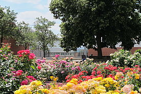 Im Vordergrund rote, weiße und gelbe Rosen