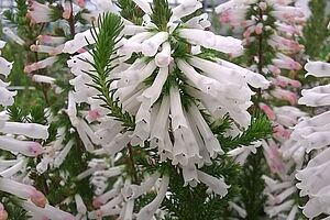 Flower of Erica colorans 'White Delight'
