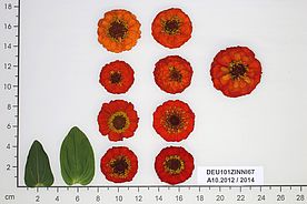 rote Blüten und grüne Blätter auf einer Schablone angeordnet