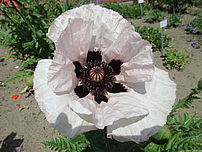 Mohnblüte 