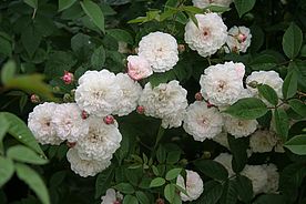 Rose mit rosa Blüten
