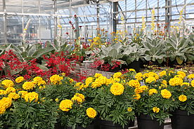 Gewächshaus mit gelben und roten Blumen