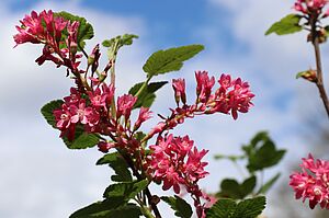 Blüten einer Zierjohannisbeere