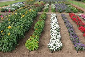 Rows of yellow, white, purple and red flowers