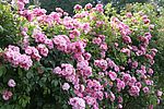 ADR-Rose 2022 Lavender Siluetta