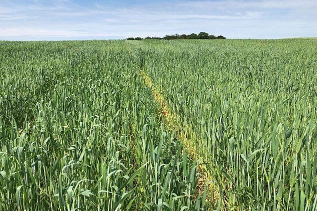 Field of organically cultivated wheat