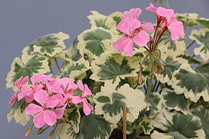 Pelargonium with pink flowers