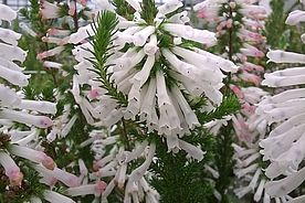 weiße Blüten
