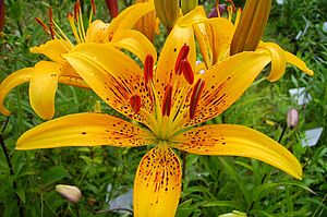 Flowers of Lilium 'Frankonia'