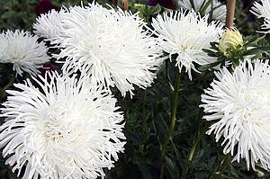 Blüten einer Callistephus