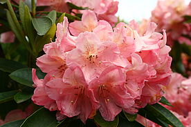 rosa Rhododendronblüte