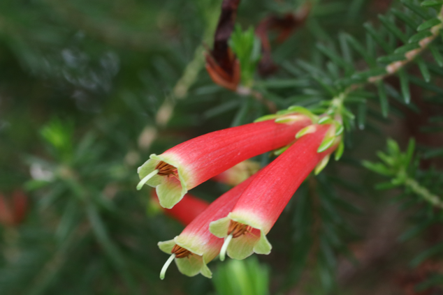 Nahaufnahme einer roten Erica-Blüte