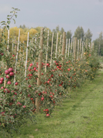 Apfelplantage