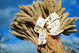 Strau&szlig; von Getreide&auml;hren