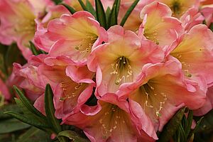 Flowers of Rhododendron &lsquo;Ngorongoro&lsquo;