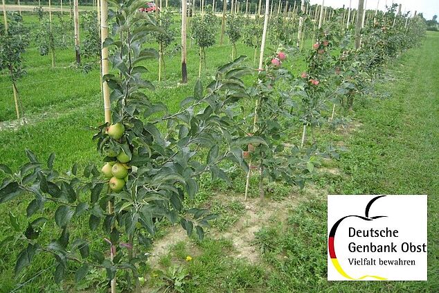 Mehrere Apfelb&auml;ume im Reihenanbau kombiniert mit dem Logo der Deutschen Genbank Obst