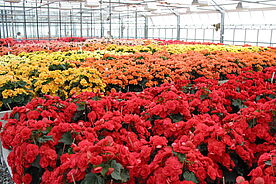 Gew&auml;chshaus mit Begonien in verschiedenen Farben