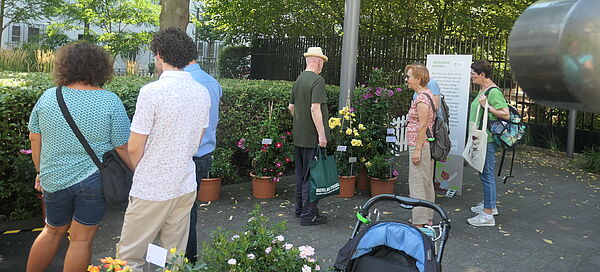 Besuchende betrachten ADR Rosen