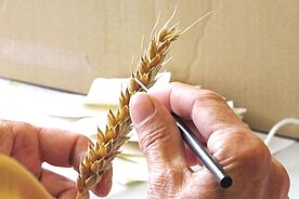 Eine Hand mit einer Weizen&auml;hre