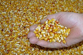 Eine Hand mit Maisk&ouml;rnern