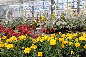 Blick auf verschiedene Zierpflanzenarten im Gew&auml;chshaus