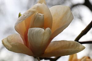 Bl&uuml;te einer Magnolie