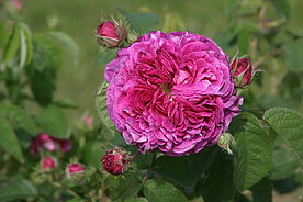 rote Rosenbl&uuml;te