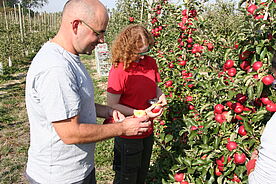 Eine Frau und ein Mann betrachten &Auml;pfel in einer Apfelplantage