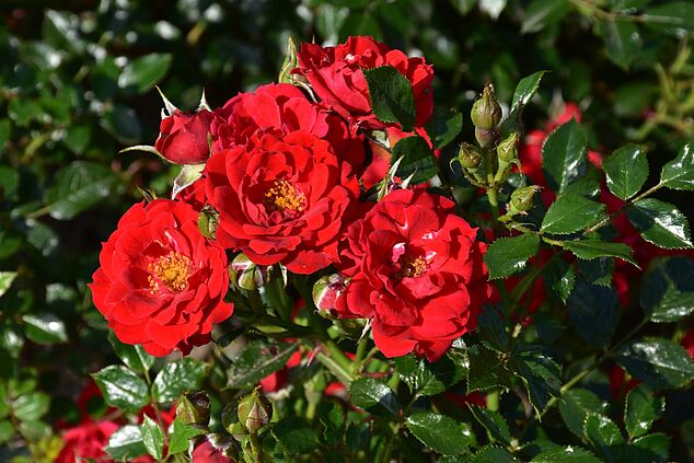 ADR-Rose 2022 Die Roten Teufel