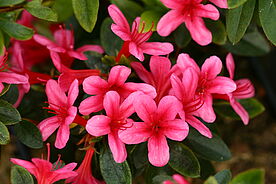  Rhododendron Weesenstein aus der Deutschen Genbank Rhododendron