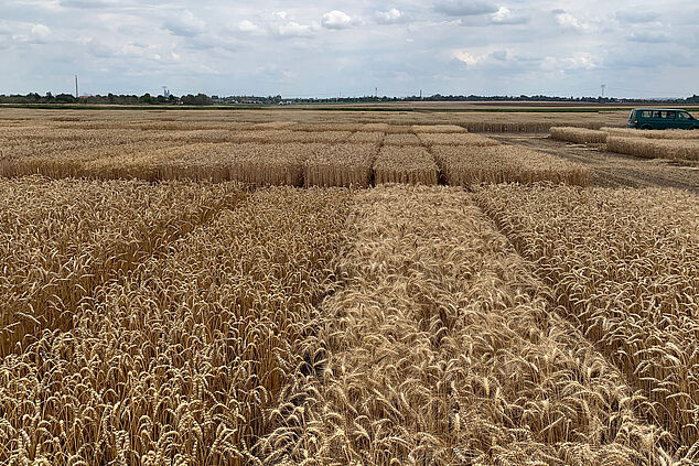 area with cereal plots