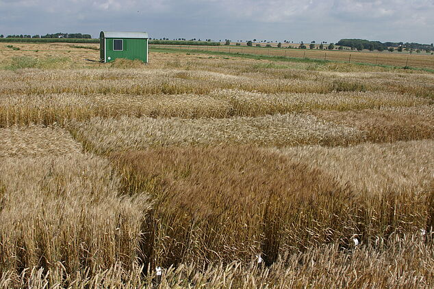 Testing field for cereals at the Federal Plant Variety Office