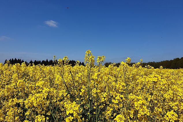 Rape field in flower