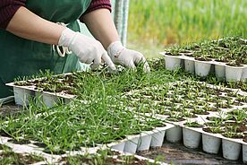 Person beim Umtopfen von Pflanzen