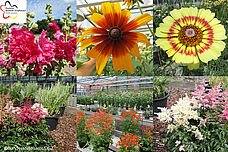 Collage bl&uuml;hender Pflanzen aus der Genbank