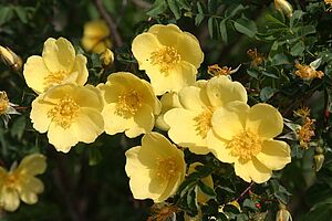 Bl&uuml;ten einer Rose